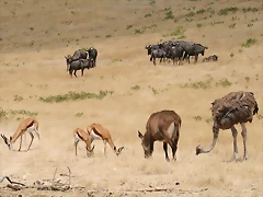 Sigean 02-08-11 202 Sigean 02-08-11 202