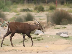 Sigean 02-08-11 1265