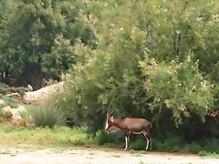 Sigean 02-08-11 327 Sigean 02-08-11 327