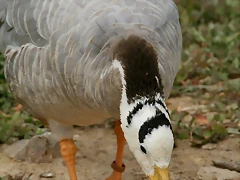 Sigean 02-08-11 757 Sigean 02-08-11 757