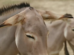 Sigean 02-08-11 386 Sigean 02-08-11 386