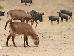 Sigean 02-08-11 088 Sigean 02-08-11 088