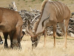 Sigean 02-08-11 135 Sigean 02-08-11 135