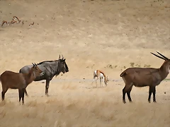Sigean 02-08-11 048 Sigean 02-08-11 048