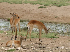 Sigean 02-08-11 537 Sigean 02-08-11 537