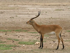 Sigean 02-08-11 559 Sigean 02-08-11 559