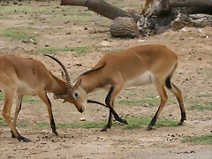 Sigean 02-08-11 611 Sigean 02-08-11 611