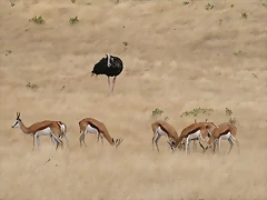 Sigean 02-08-11 137 Sigean 02-08-11 137