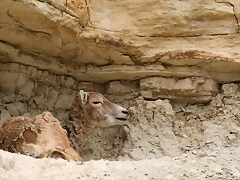 Sigean 02-08-11 703 Sigean 02-08-11 703
