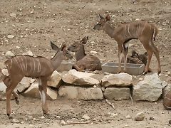 Sigean 02-08-11 784 Sigean 02-08-11 784