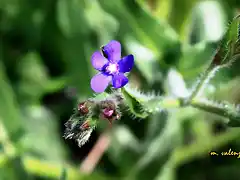 24, florecillas azules, marca