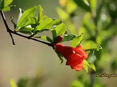 08, flor del granado, marca