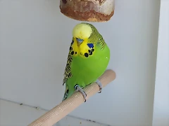 Gemelo 1 (1) Gemelo 1 (1)