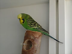 Gemelo 2 (2) Gemelo 2 (2)