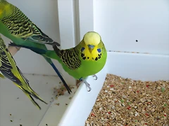 Gemelo 1 (2) Gemelo 1 (2)
