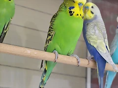 Gemelo 1 (3) Gemelo 1 (3)
