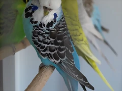 Azul Clásica Azul Clásica