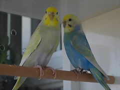 Doradas Doradas