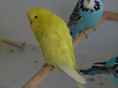 Diluida (1) Diluida (1)