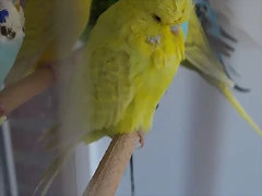 Diluida (2) Diluida (2)