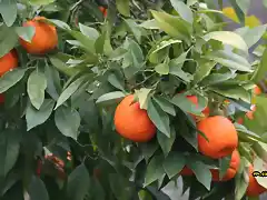 16, naranjas, marca