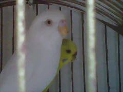 pericos