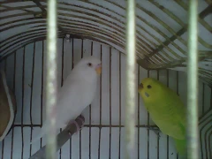 peric