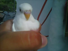 perico alvino