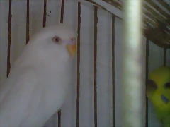 pericoo
