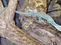 Varanus kordensis 2 (16-6-13 Terarium Praha, Dubeč) Varanus kordensis 2 (16-6-13 Terarium Praha, Dubeč)