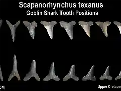 goblin-scapanorhynchus-teeth