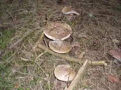 amanita rubescens-29-5-2011 004