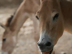 Zoo Lunaret + Sigean 18 i 19-09-10 300 Zoo Lunaret + Sigean 18 i 19-09-10 300