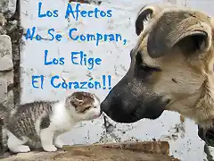 Gato y perro-un beso
