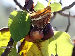 22, mariposas en  higos, marca blanca