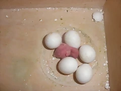 1º pollo 2 1º pollo 2
