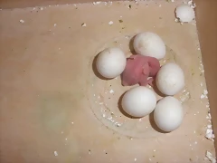 1º pollo 3 1º pollo 3