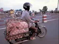 cerdo moto