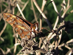 espejito