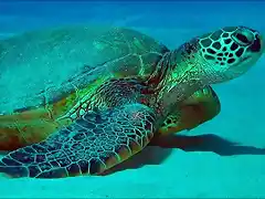 honu-sea-turtle