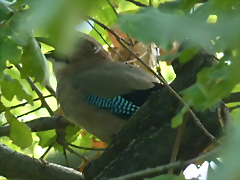 Garrulus glandarius 3
