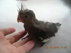 pajaroto aprende a volar!