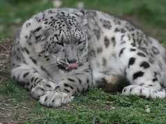 Zoo Lyon + Safari Peaugres febrer 2011 2031 Zoo Lyon + Safari Peaugres febrer 2011 2031