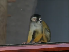 Zoo Lyon + Safari Peaugres febrer 2011 2075 Zoo Lyon + Safari Peaugres febrer 2011 2075