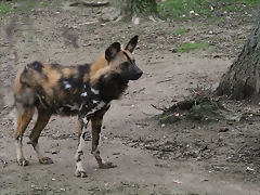 Zoo Lyon + Safari Peaugres febrer 2011 2014 Zoo Lyon + Safari Peaugres febrer 2011 2014