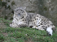 Zoo Lyon + Safari Peaugres febrer 2011 2018 Zoo Lyon + Safari Peaugres febrer 2011 2018