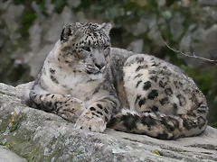 Zoo Lyon + Safari Peaugres febrer 2011 2028 Zoo Lyon + Safari Peaugres febrer 2011 2028