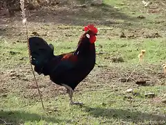 GALLO EN LA PARRILLA