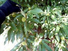 DSCN7016 DSCN7016