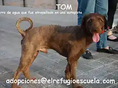 TOM Sevilla